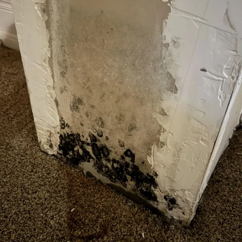 Professional Mold Removal in Placentia, CA